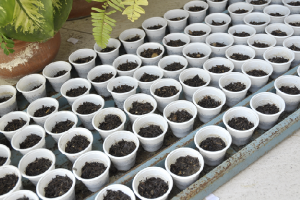 Las primeras plantas de pimentón fueron sembradas en PB
