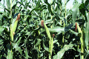 Fundación Instituto de Ingeniería desarrolla proyecto para monitoreo agrícola